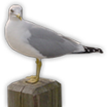 Illustration of Seagull 