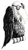 Vulturefest